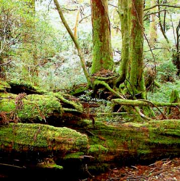 苔に覆われ草木の生い茂った土埋木です。